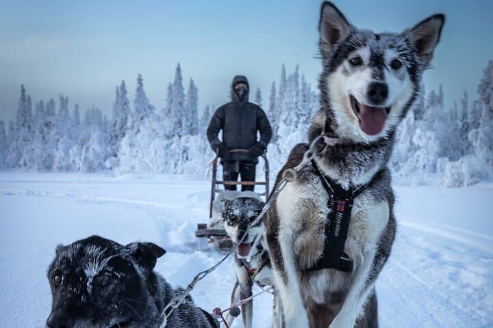 Drive a Husky Sled in Kiruna — Arctic Afternoon Eco Experience photo 6