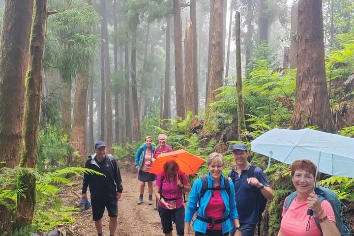 Private São Miguel Guided Tours: Authentic Azorean Experiences & Forest Bathing photo 5