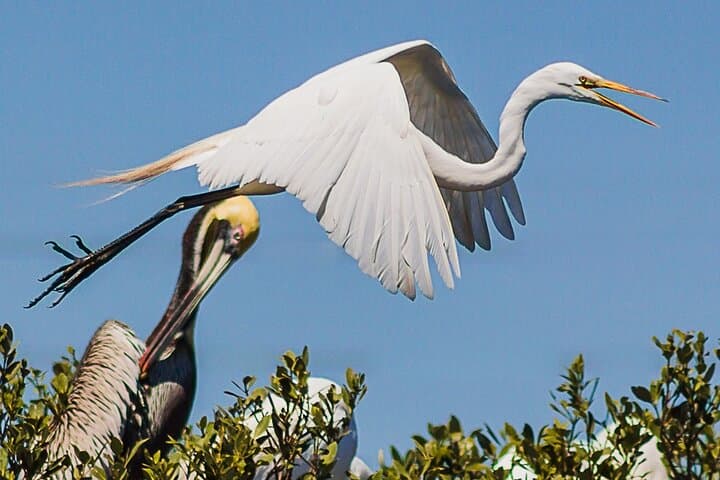 Discovery Dolphin Boat Tour: Indian River Lagoon Wildlife Cruise photo 5