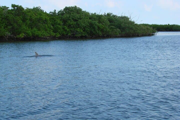 Discovery Dolphin Boat Tour: Indian River Lagoon Wildlife Cruise photo 6
