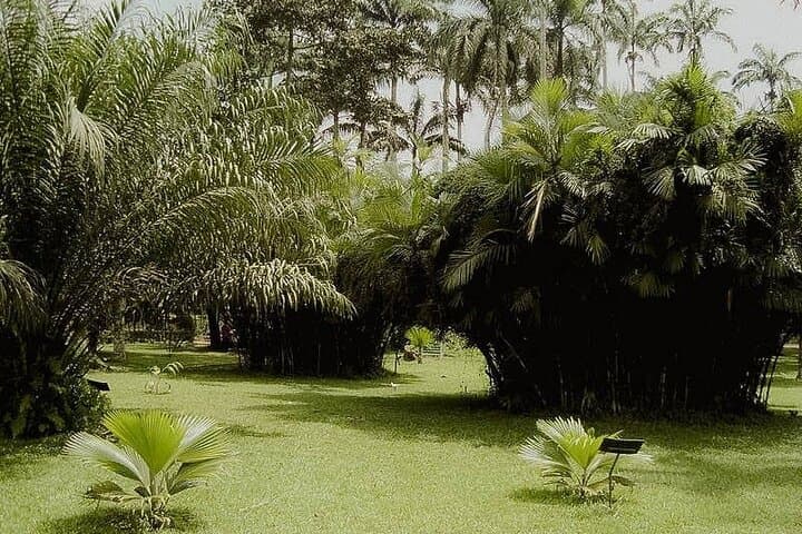 Aburi Botanical Gardens & Aburi Craft Village: Accra Day Trip to Ghana's Hilltop Garden photo 3