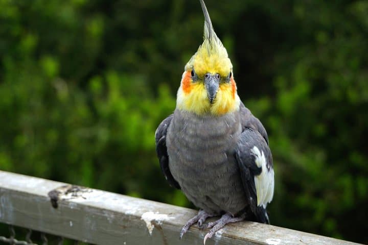 Tricao Park to Isla Negra Day Tour — Aviaries, Neruda House & Beach Lunch photo 3