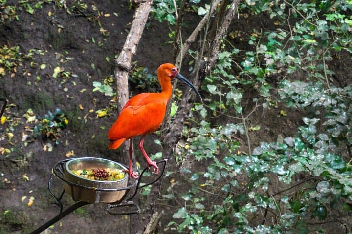 Tricao Park to Isla Negra Day Tour — Aviaries, Neruda House & Beach Lunch photo 4