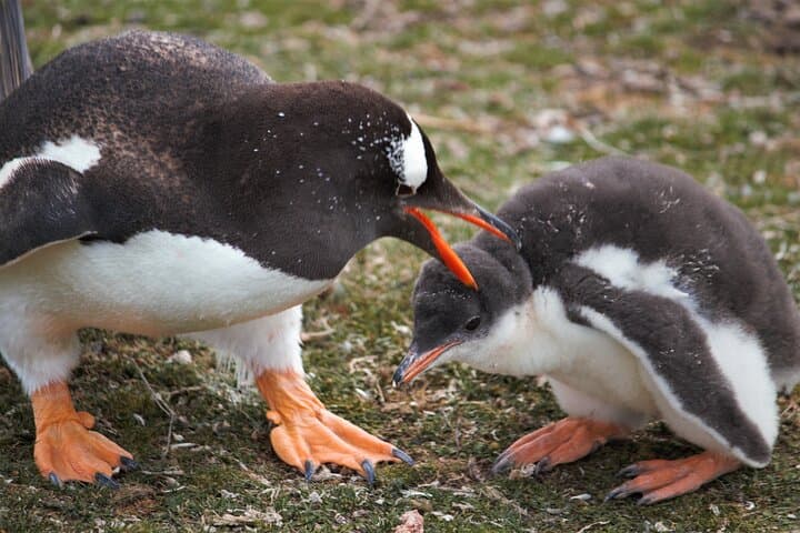 Bertha's Beach Gentoo Penguin Tour from Stanley — Yorke Bay & Gypsy Cove Day Trip photo 5