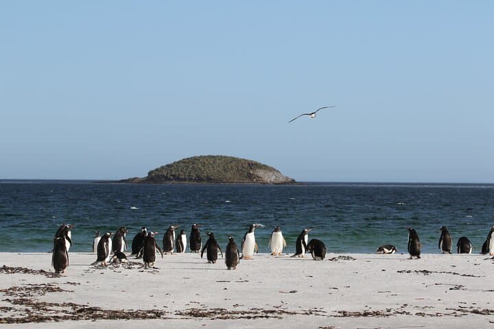 Bertha's Beach Gentoo Penguin Tour from Stanley — Yorke Bay & Gypsy Cove Day Trip photo 6