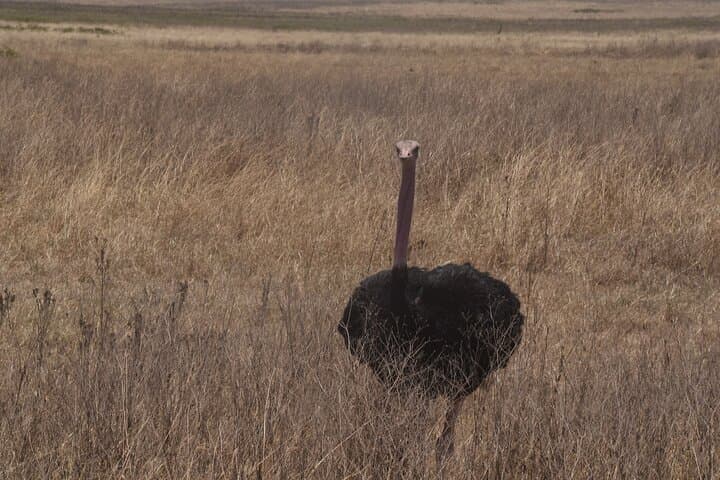 Two-Day Midrange Safari: Tarangire & Ngorongoro From Arusha photo 5