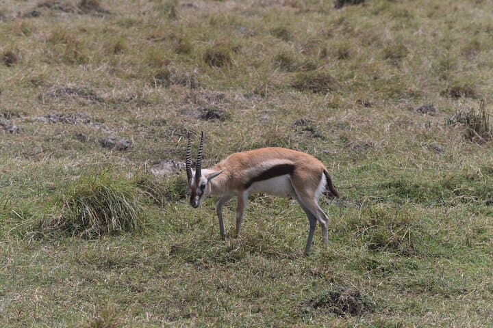 Two-Day Midrange Safari: Tarangire & Ngorongoro From Arusha photo 6