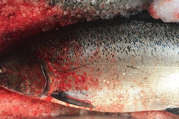 Private Alaska Salmon Fishing Charter in Ketchikan: Accessible, All-Level Angling photo 3