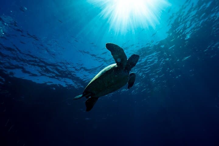 Try Scuba Diving at Cook Island — Guided Ocean Dive with Turtles (Gold Coast) photo 4
