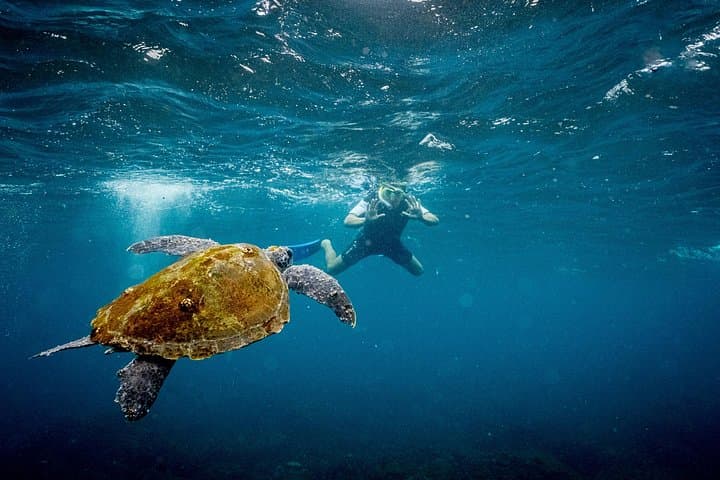 Snorkel Cook Island: Swim with Turtles from the Gold Coast