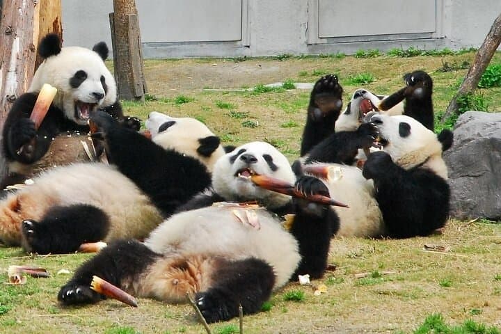 Wolong Panda Base Private Day Tour with Optional Volunteering photo 2