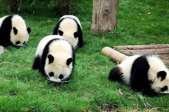 Wolong Panda Base Private Day Tour with Optional Volunteering photo 3