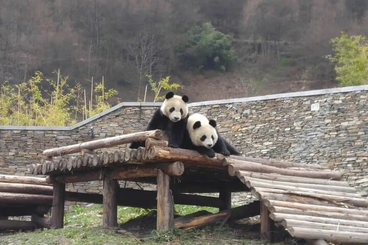 Wolong Panda Base Private Day Tour with Optional Volunteering photo 5