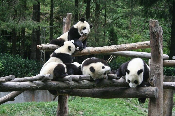 Wolong Panda Base Private Day Tour with Optional Volunteering