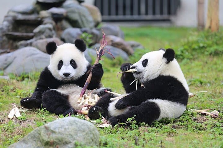 Wolong Panda Base Private Day Tour with Optional Volunteering photo 6