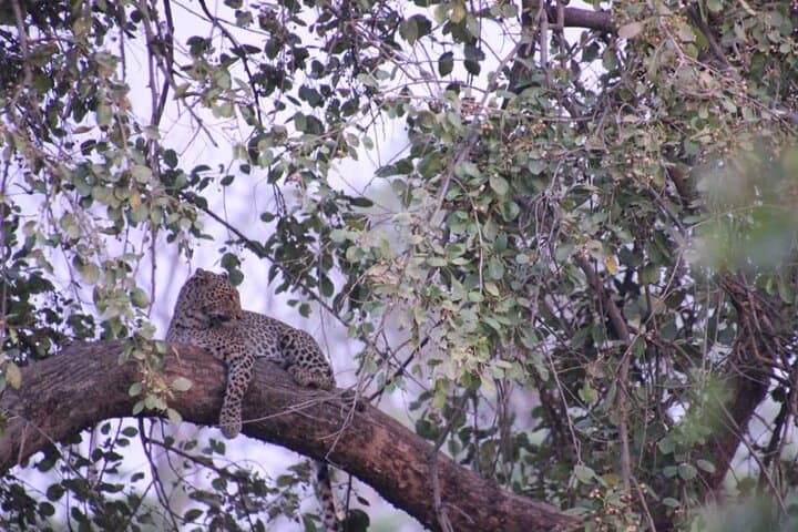 Ranipur Leopard Safari — Open-Jeep Wildlife Experience near Haridwar photo 3