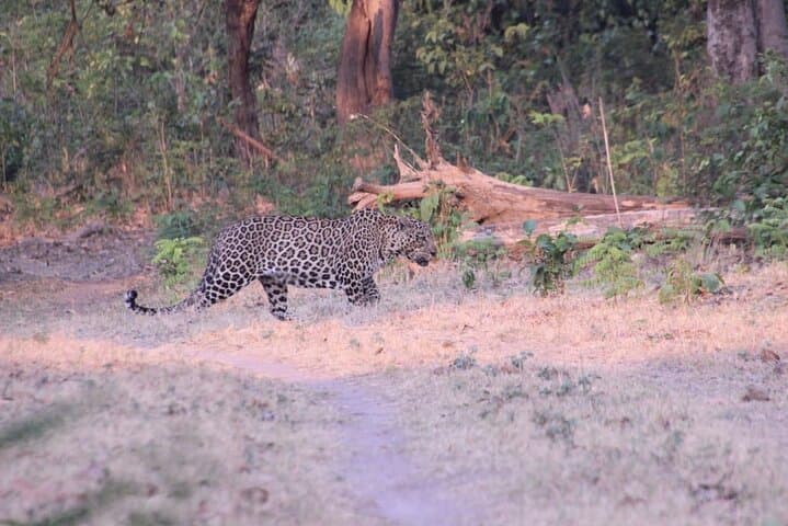 Ranipur Leopard Safari — Open-Jeep Wildlife Experience near Haridwar photo 4