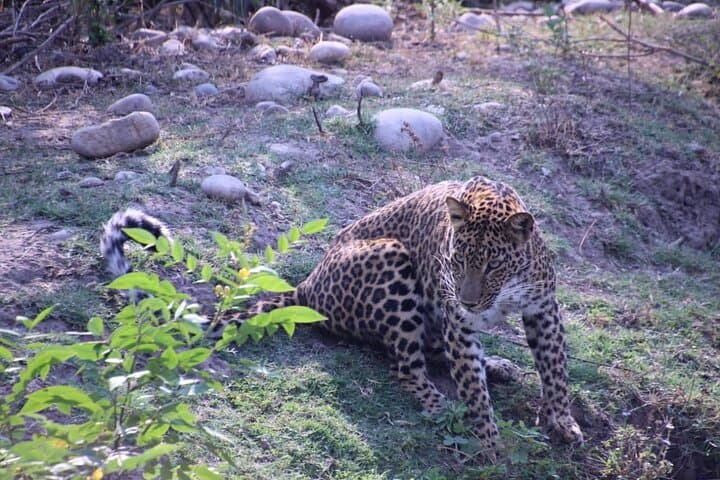 Ranipur Leopard Safari — Open-Jeep Wildlife Experience near Haridwar photo 5