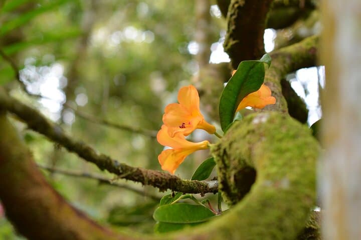 Full-Day Kinabalu Park Tour: Explore Malaysia's UNESCO Mountain Reserve photo 4