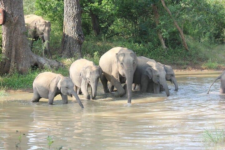 Yala National Park Full-Day Leopard Safari — Spot Sri Lanka's Elusive Leopard photo 4