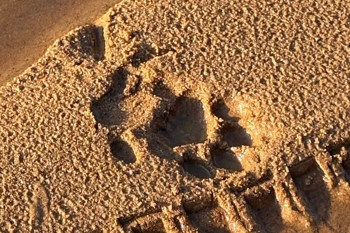 Yala National Park Full-Day Leopard Safari — Spot Sri Lanka's Elusive Leopard photo 5