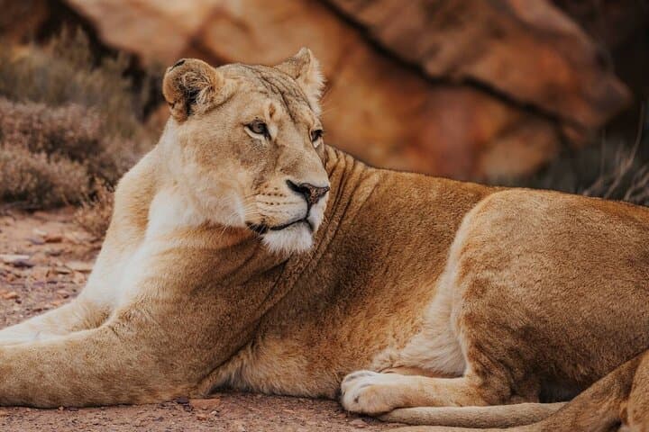 Aquila Private Game Reserve: Private Game Drive, Lunch & Wine-Tasting Options