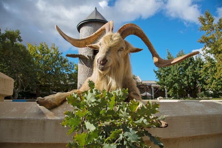 Aquila Private Game Reserve: Private Game Drive, Lunch & Wine-Tasting Options photo 4
