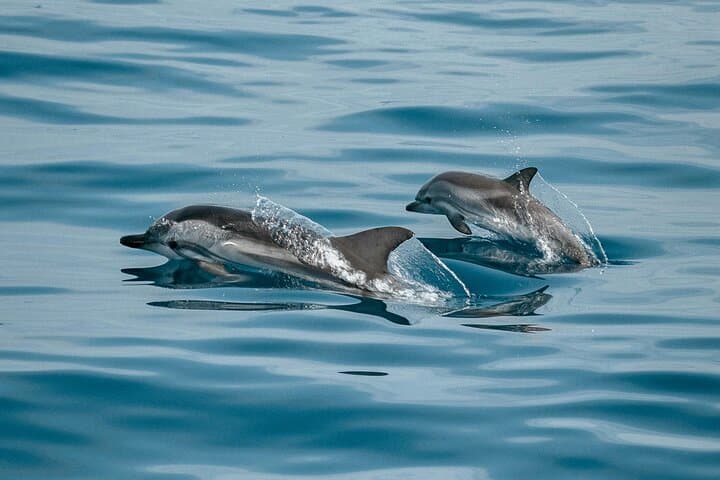 Khasab Adventure: Mountain Safari & Half-Day Dhow Dolphin Cruise