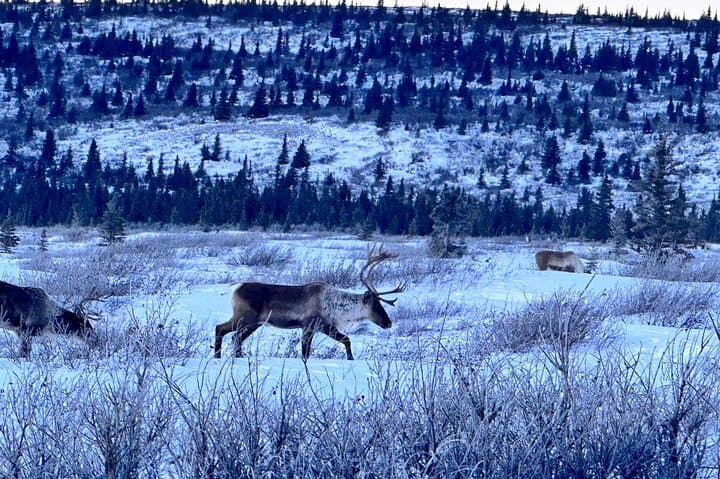 Full Alaskan Experience: Ice Cave Hike, Chena Hot Springs & Aurora Chase from Fairbanks photo 5