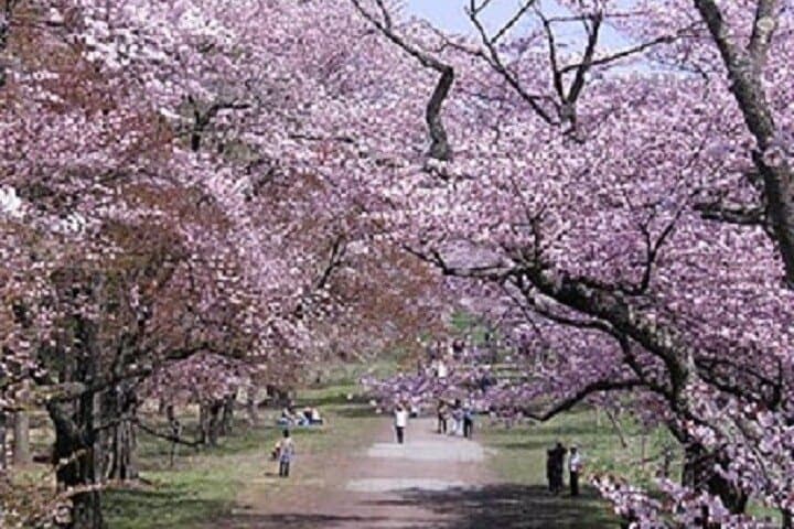 Sapporo Day Trip: Shizunai Nijukken Road Cherry Blossom Tunnel photo 4