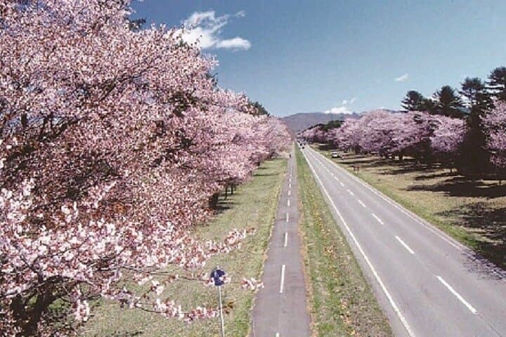 Sapporo Day Trip: Shizunai Nijukken Road Cherry Blossom Tunnel photo 3