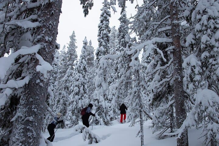 Levi Lakeside Snowshoeing: Forest Trails and Frozen Lake Walks