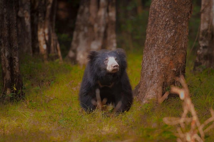 Ella to Yala Safari with Southern Coast Drop — Full-Day Wildlife Tour photo 2