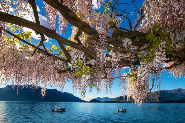 Milan to Lake Como, Bellagio & Lugano: Full-Day Cruise and Lakeside Towns photo 3