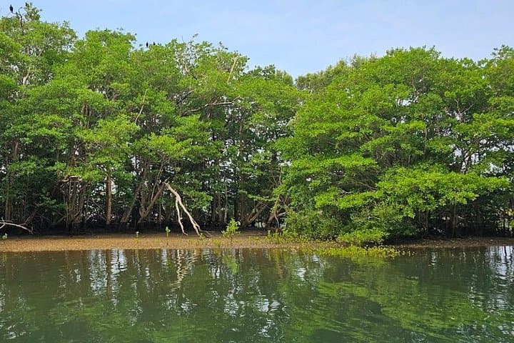 Cuajiniquil Mangrove Kayak Tour with Typical Casado Lunch from Dreams Las Mareas photo 1