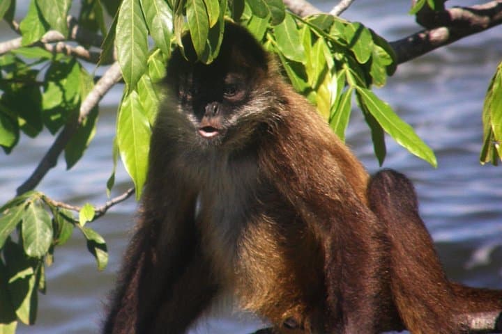 Cuajiniquil Mangrove Kayak Tour with Typical Casado Lunch from Dreams Las Mareas photo 3