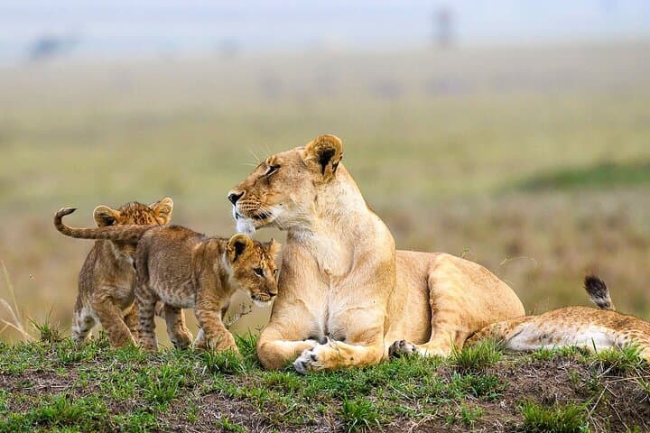 8-Day Northern Tanzania Luxury Safari: Serengeti, Ngorongoro & Lake Manyara photo 2