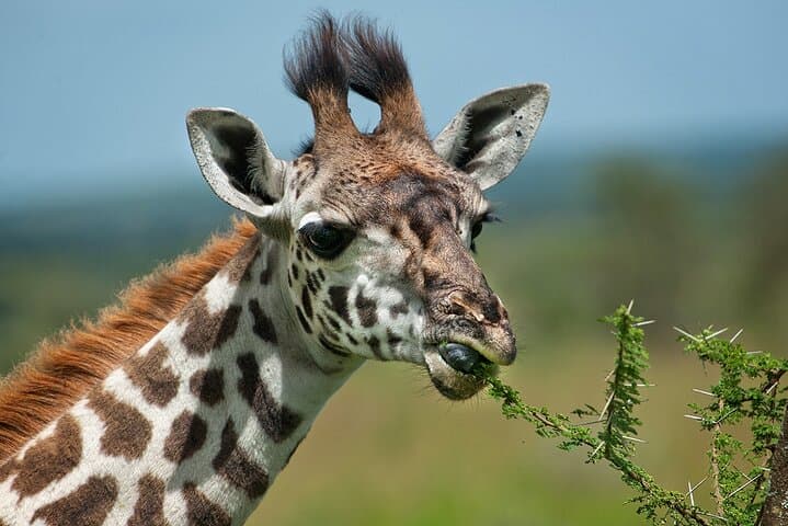 Naivasha Day Trip — Cycle Hell's Gate National Park & Boat to Crescent Island photo 3