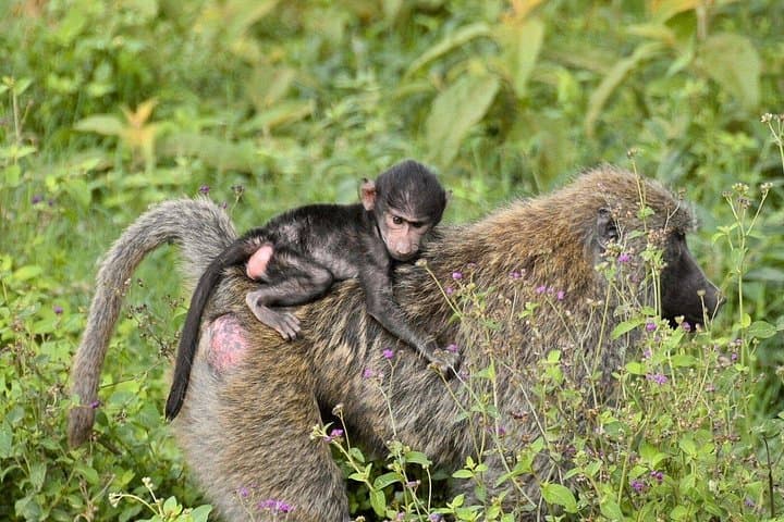 Half-Day Nairobi National Park Guided Safari with Free WiFi photo 6