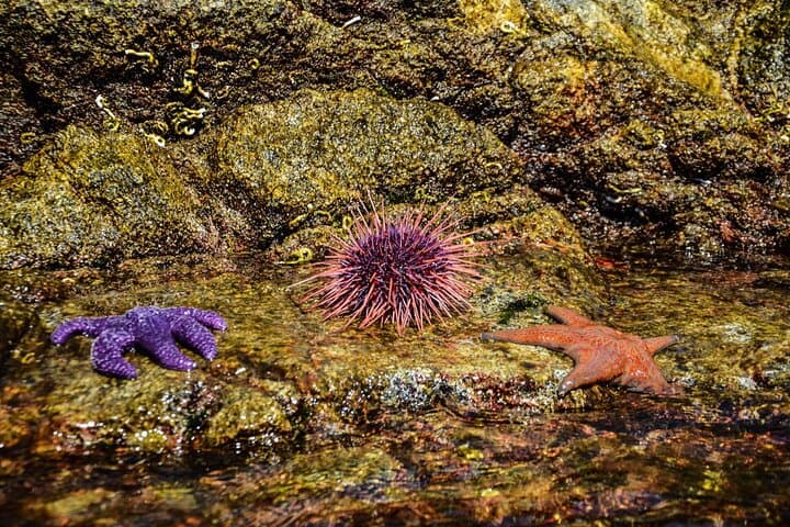 Campbell River Kayak and Whale-Watching Combo: Full-Day Wildlife Adventure photo 5