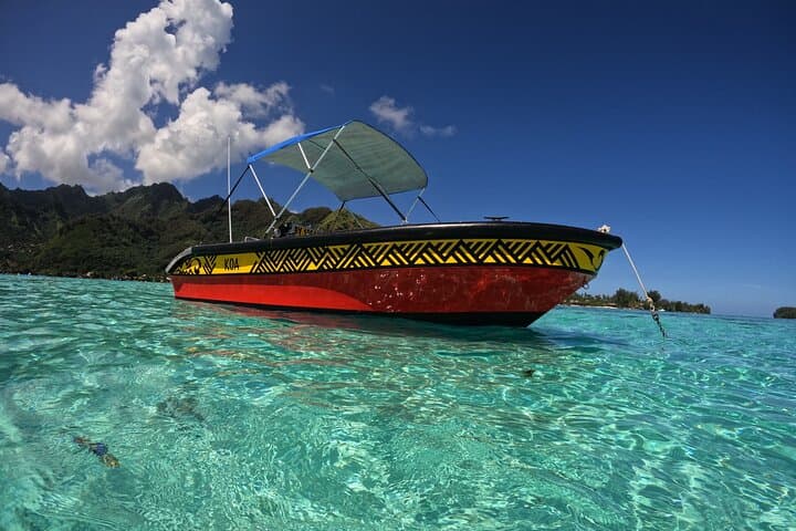 Swim with Humpback Whales in Moorea — Ethical Half-Day Whale Encounter photo 5