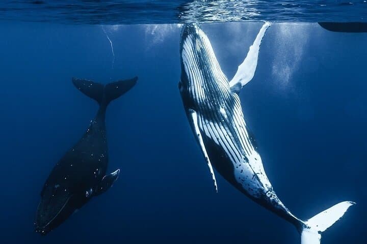 Swim with Humpback Whales in Moorea — Ethical Half-Day Whale Encounter