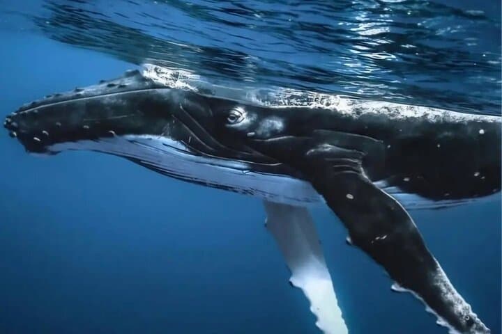Swim with Humpback Whales in Moorea — Ethical Half-Day Whale Encounter photo 6