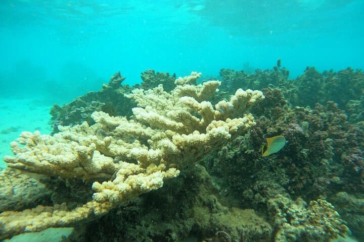 Moorea Reef Exploration with Reva Atea — Guided Snorkel & Coral Science photo 5