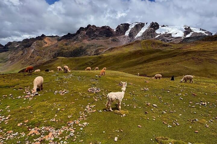 Cusco Rainbow Mountain (Vinicunca): Full-Day Hike with Buffet Lunch & Red Valley photo 5