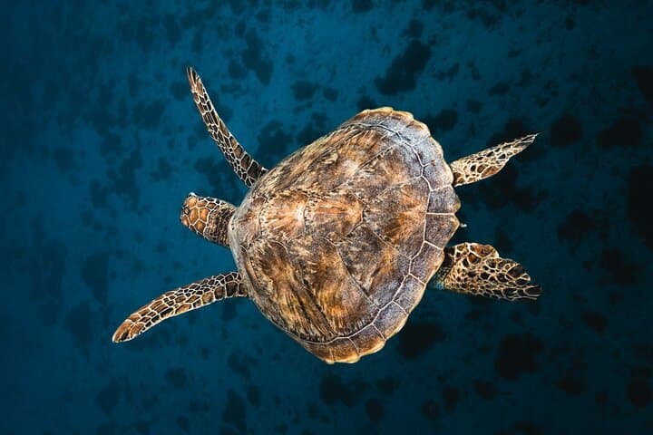 Moorea Lagoon Boat Tour: Snorkel Rays, Turtles & Sacred Bays photo 3