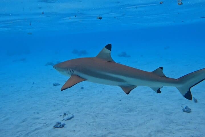 Moorea Lagoon Boat Tour: Snorkel Rays, Turtles & Sacred Bays photo 4