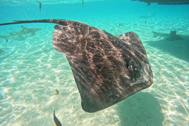 Moorea Lagoon Boat Tour: Snorkel Rays, Turtles & Sacred Bays photo 5