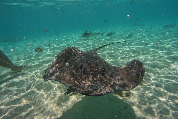 Moorea Lagoon Boat Tour: Snorkel Rays, Turtles & Sacred Bays photo 6