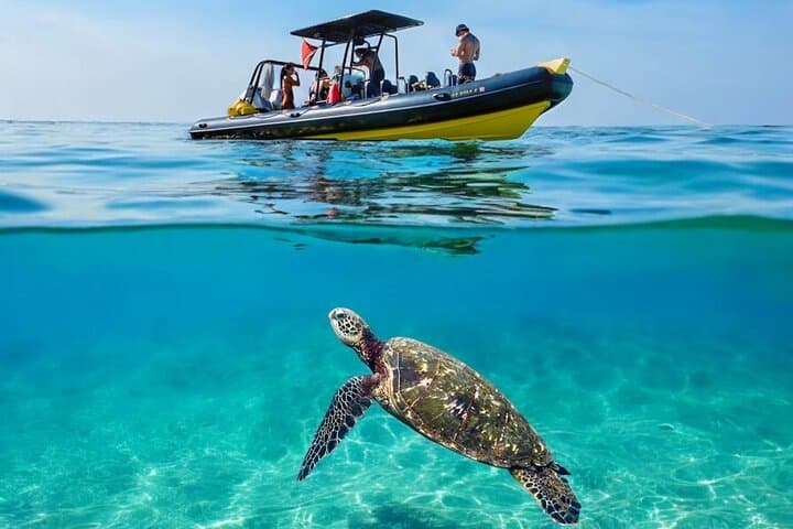 Waikiki Turtle Canyon Snorkel Adventure: Small-Group Raft Tour to Swim with Sea Turtles